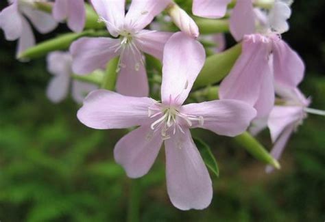 bouncing bet plant|Perennial Saponaria Plant Growing & Care Guide for Gardeners.